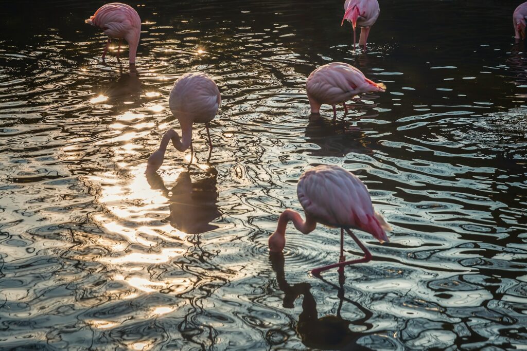 A pink flamingo feeds with its head inverted in shallow water.