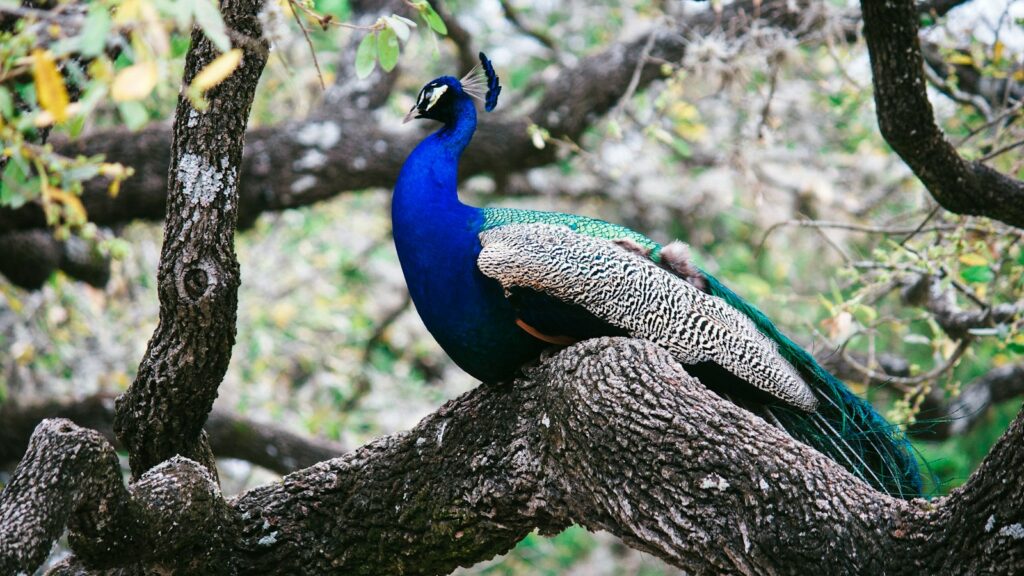Peacock with vibrant feathers standing on a tree trunk