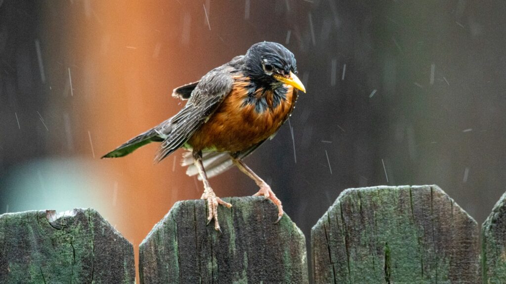 Drenched bird perched on a wooden fence