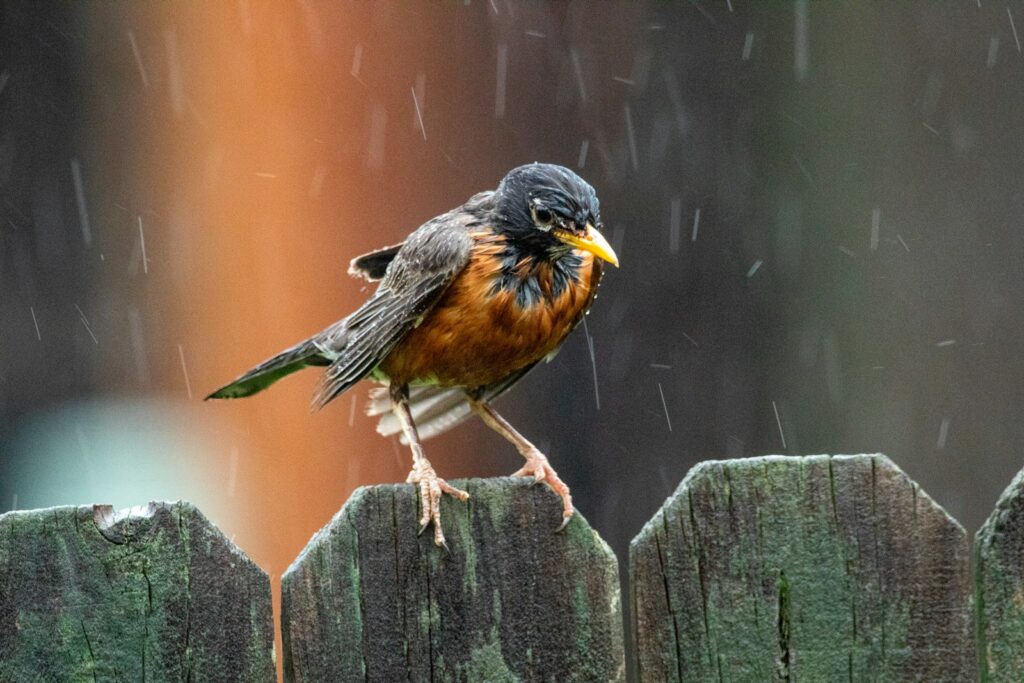 An American robin stands on a wooden fence in the rain.