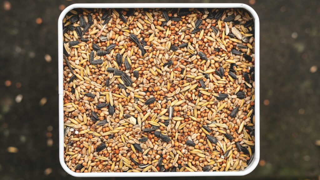 Container filled with a mix of birdseed