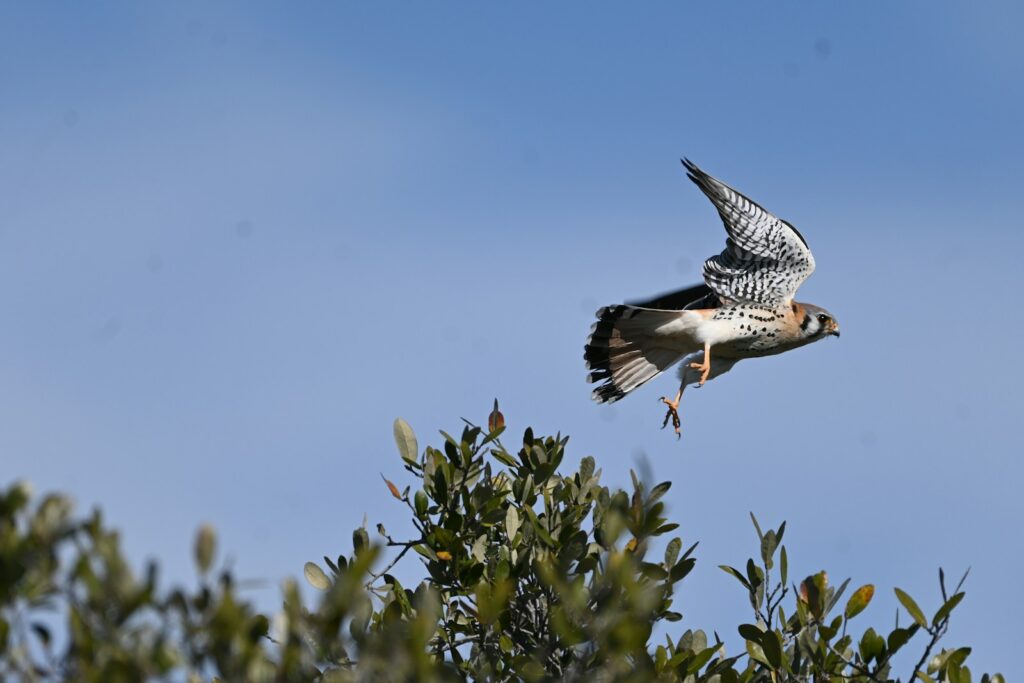 an American Kestrel flying over a tree with a fish in it's mouth