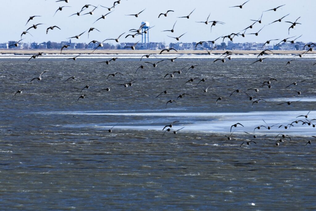 A massive flock of gulls flies low over sea water.