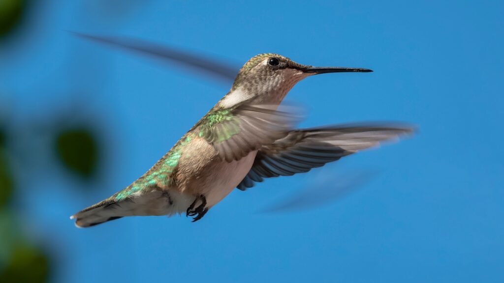 hummingbird mid-flight with wings flapping against a clear blue sky