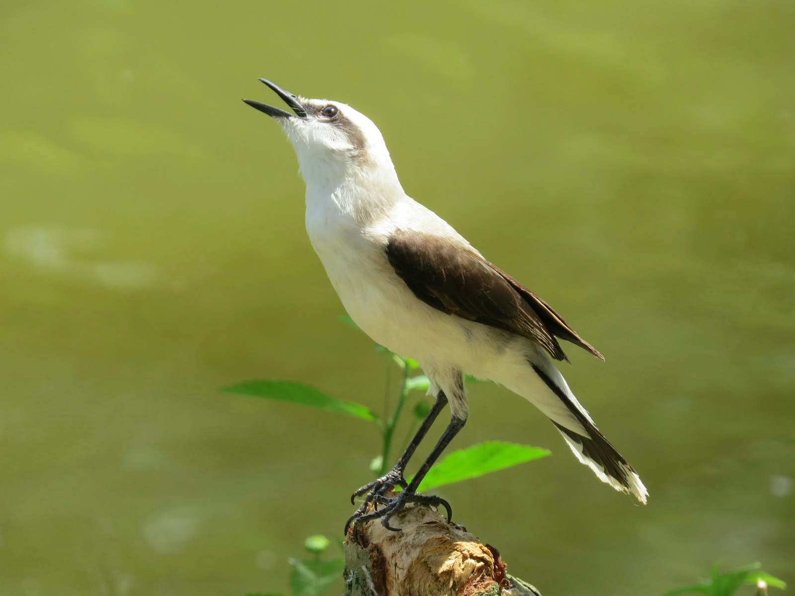 white and black bird on brown tree branch