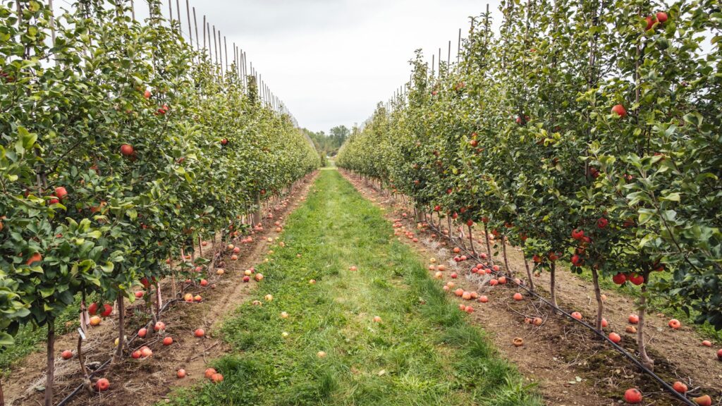 Tree-lined apple orchard path with rows of apple trees