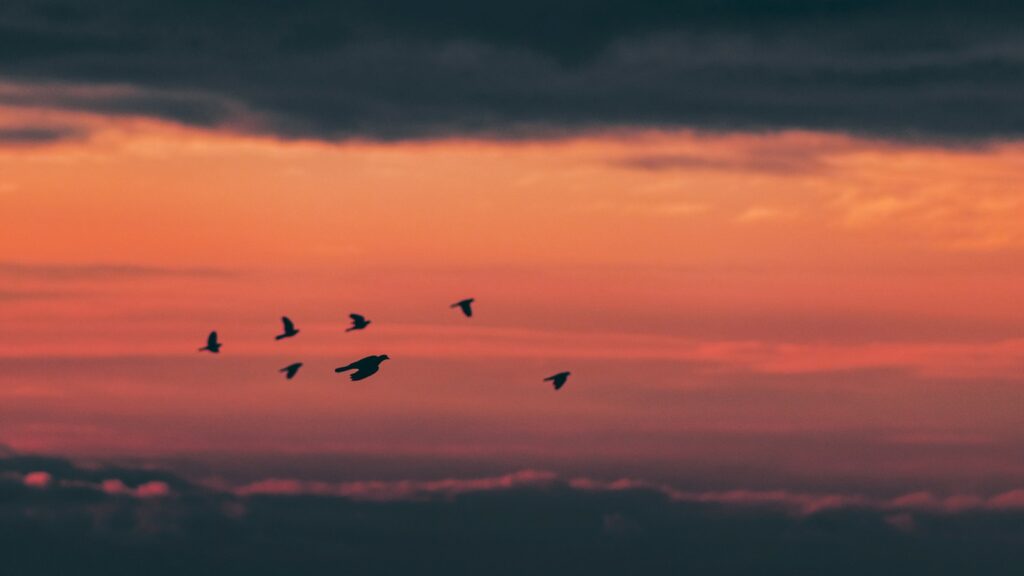 Birds flying in the evening sky after sunset
