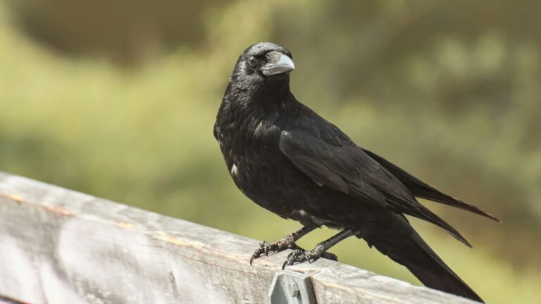 crow on wooden fence during daytime