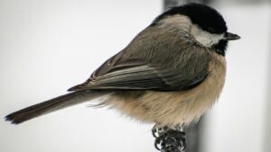 Carolina chickadee perched on metal rail