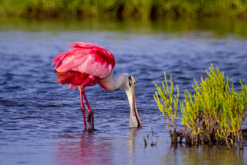 A Roseate Spoonbill with vibrant pink plumage is feeding with its head in the water.