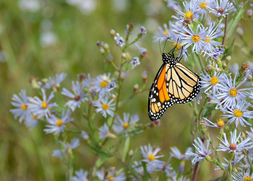 A Monarch butterfly on light purple aster flowers.