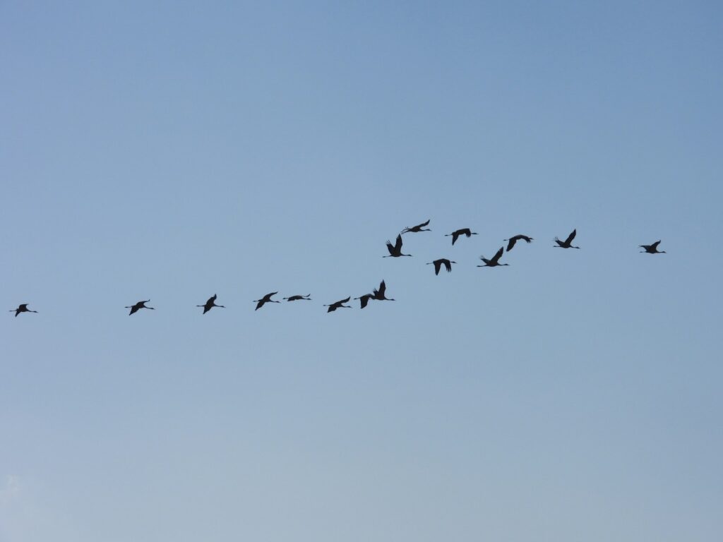A flock of Common cranes flies in a scattered V-formation against a clear blue sky.