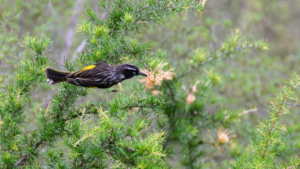 New Holland honeyeater feeding on nectar from grevillea flowers