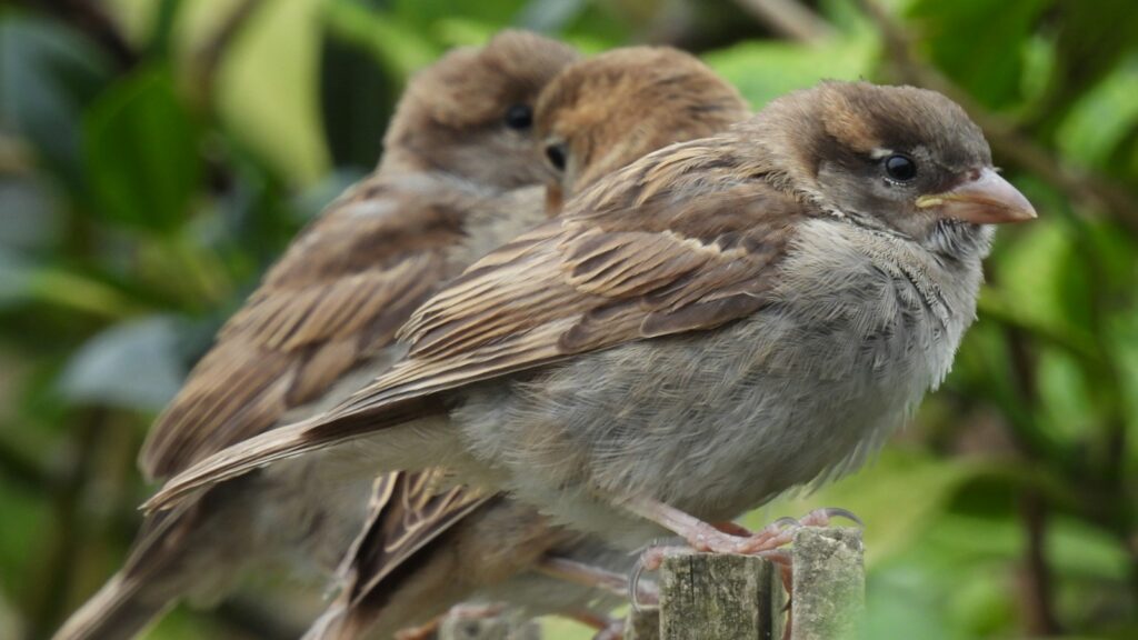 Three juvenile house sparrows perched side by side on wood posts