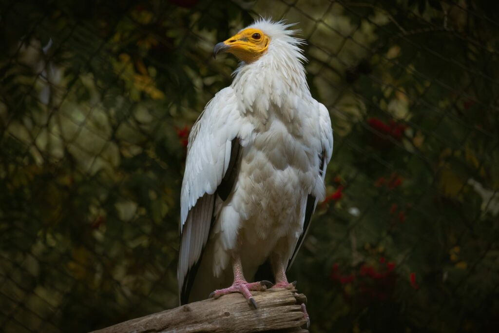 a bird standing on a branch