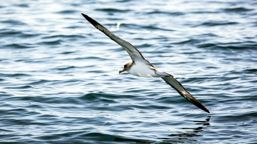 Shearwater gliding above the seawater with wings outstretched