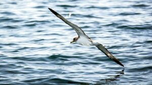 Shearwater gliding above the seawater with wings outstretched
