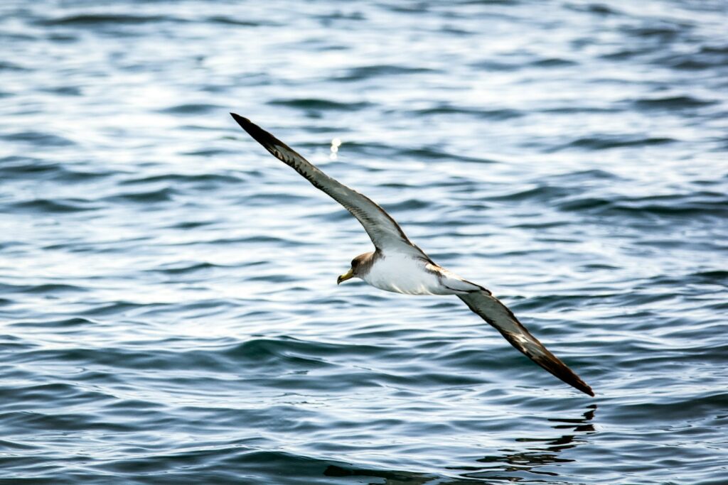 A Cory's Shearwater soars above the ocean waves.