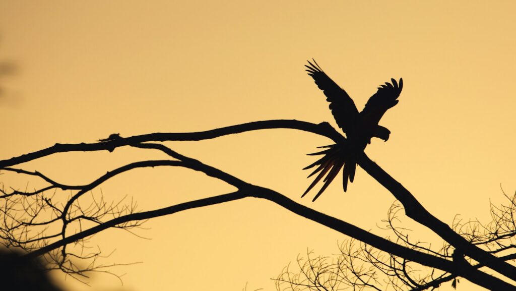 Silhouette of a bird landing on a tree branch against a glowing yellow sky