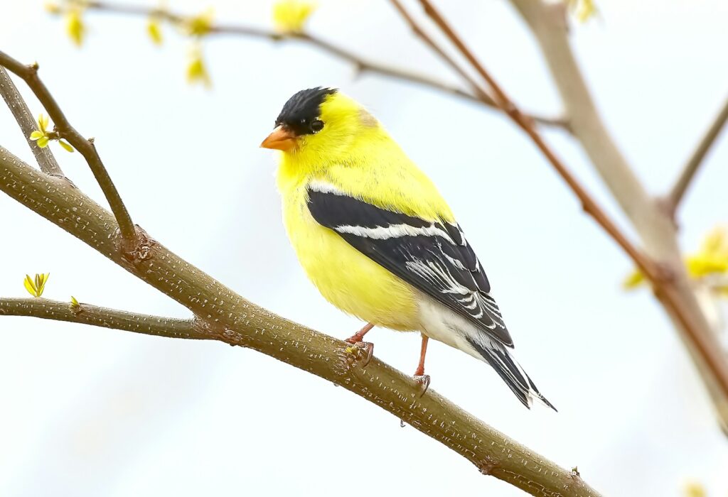 Bright yellow American Goldfinch with black cap and wings perches on a twig.