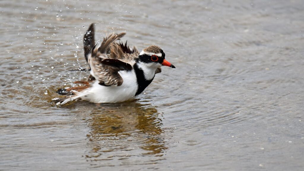 Bird splashing in a shallow puddle on the ground