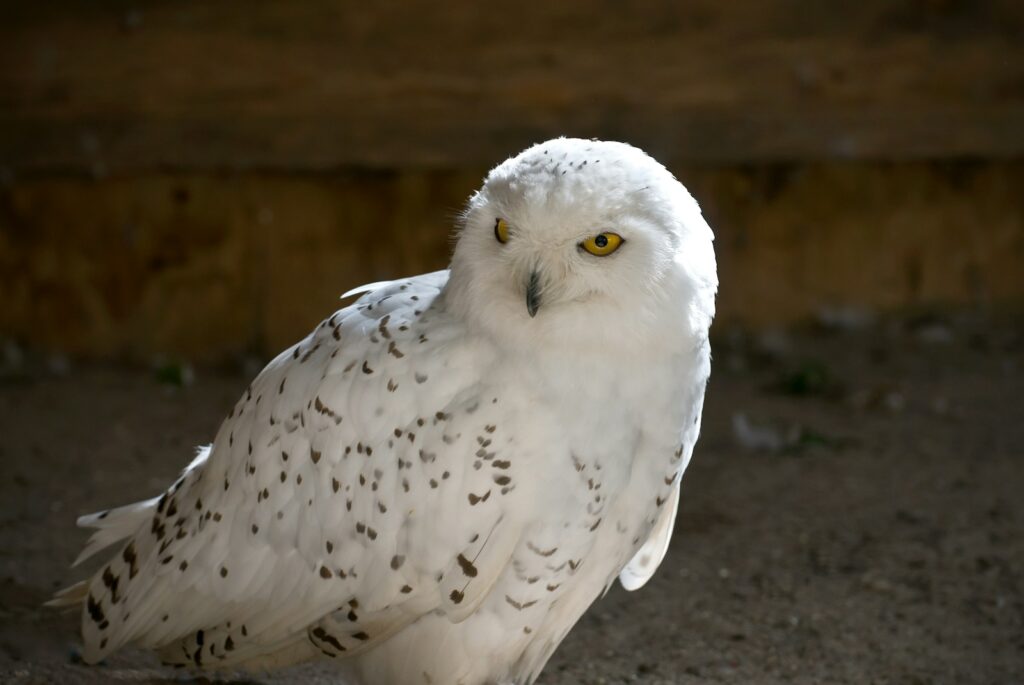 A Snowy Owl perches indoors, gazing forward.