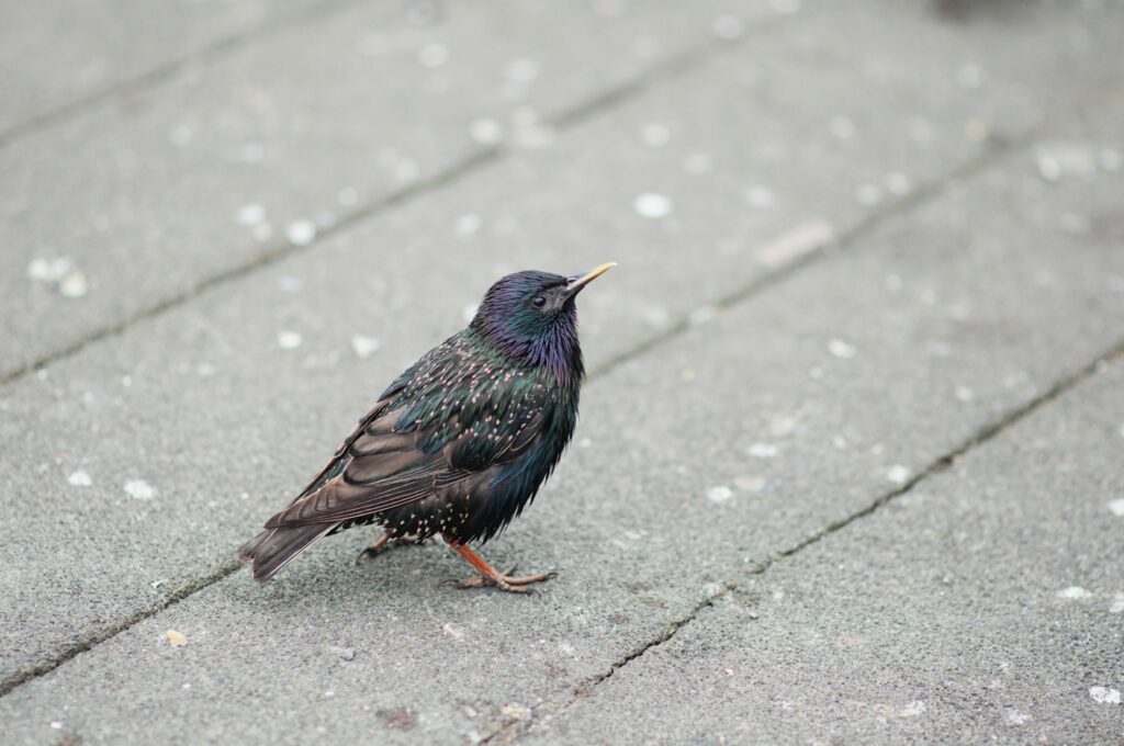 A Common Starling stands on a textured gray surface, looking upwards.
