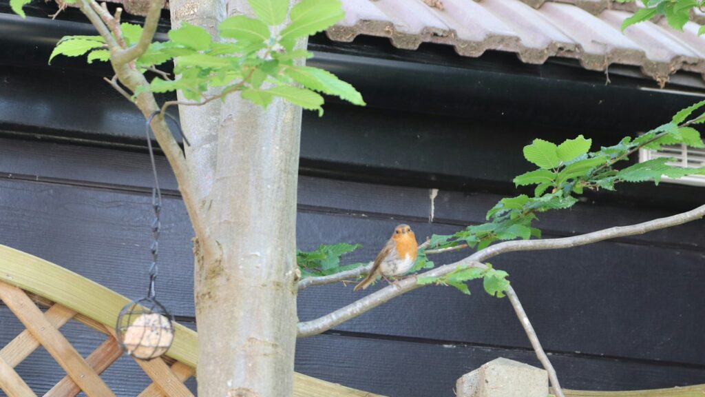 European Robin perched on a tree branch in a suburban backyard