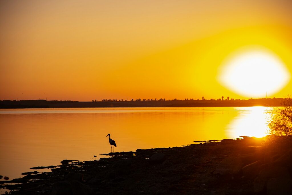 A bird is standing on the shore of a lake at sunset