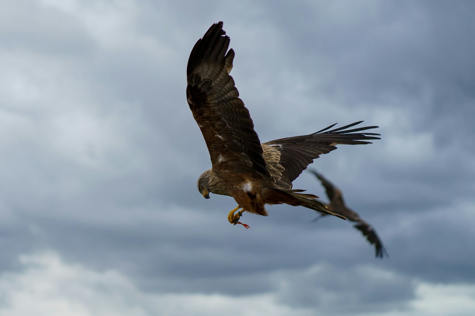 The Bird That Uses Fire to Hunt Its Prey
