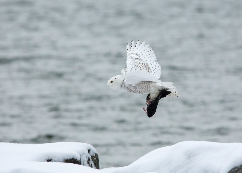 A Snowy Owl flies with prey in its talons.