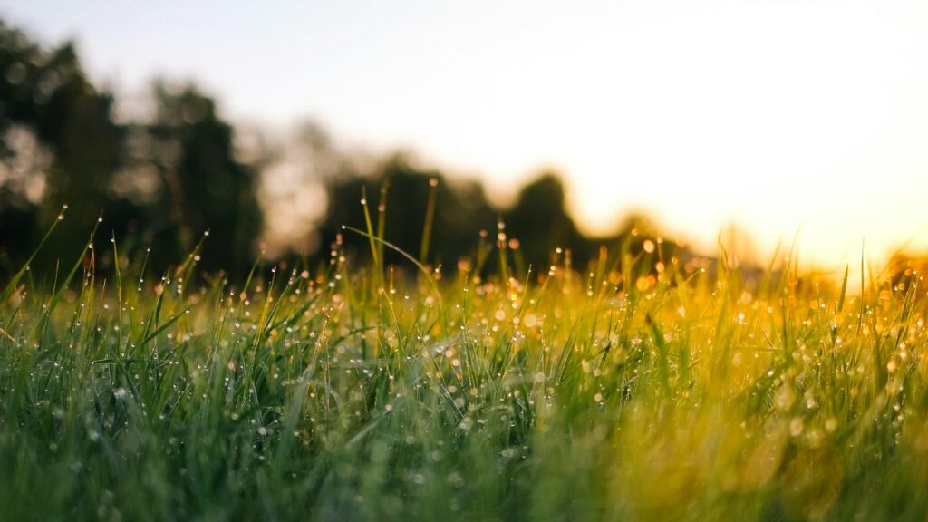 Sunlit grass with sparkling dew