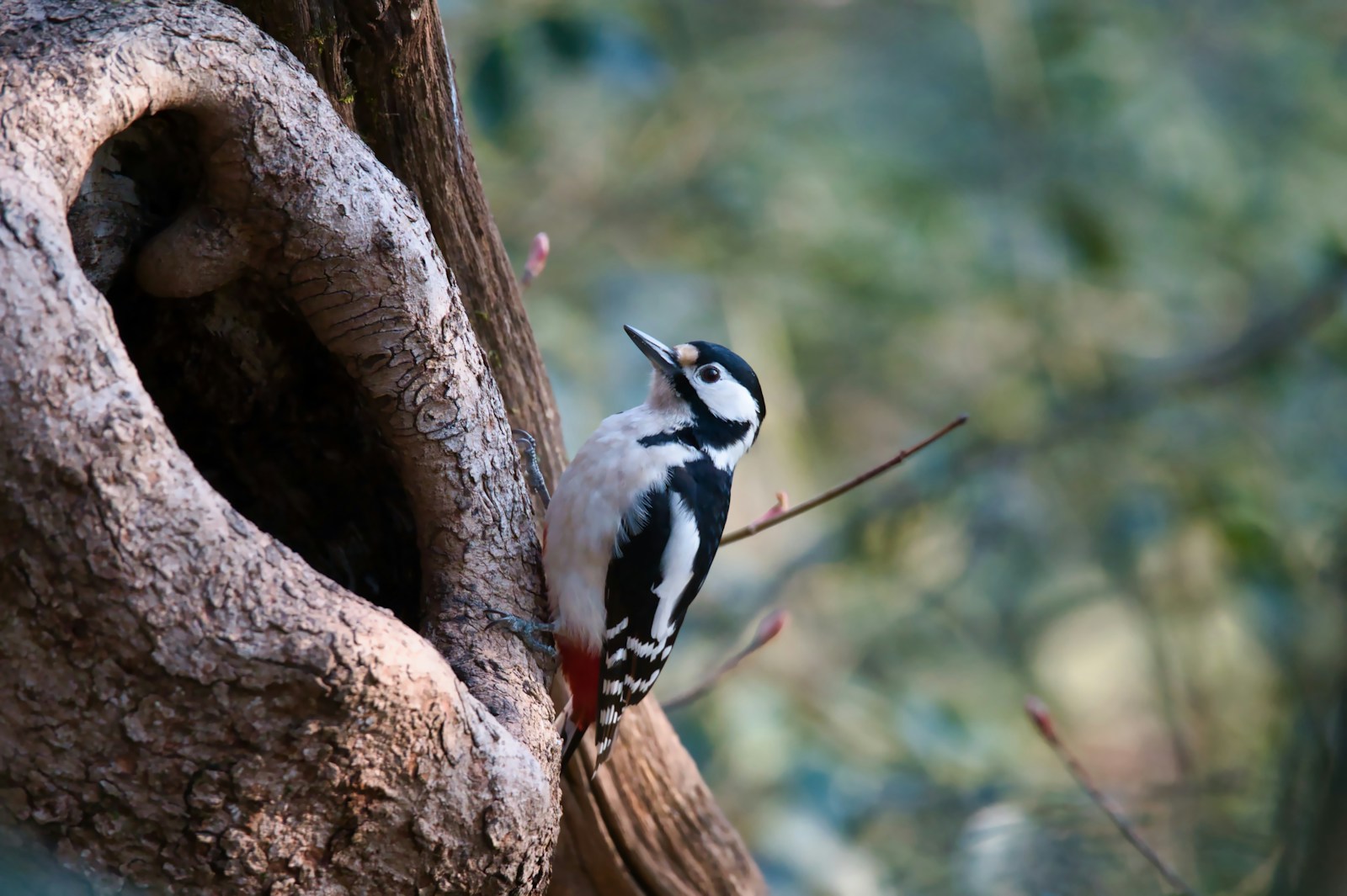 A Great Spotted Woodpecker clings to a tree, its black and white plumage contrasting with the bark.