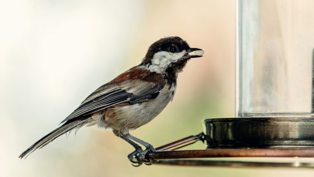 A Chestnut-backed Chickadee perches on a bird feeder.