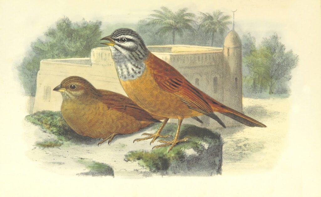 A male and female Socotra Bunting by J.G. Keulemans.
