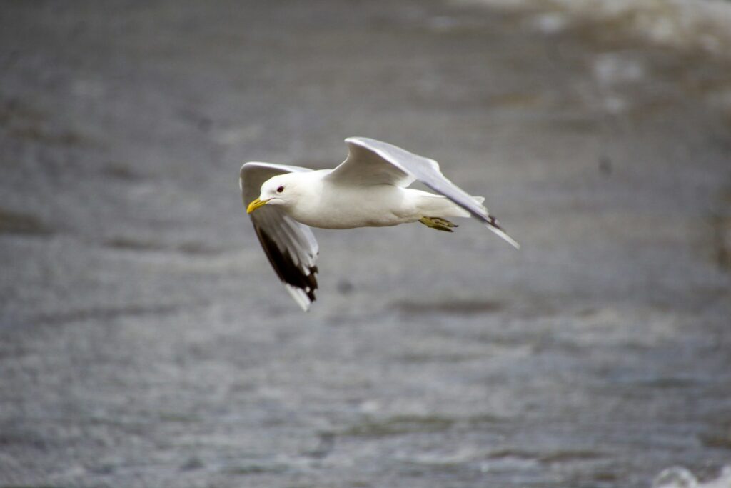 A Black-legged Kittiwake with black wing tips soars through the air.