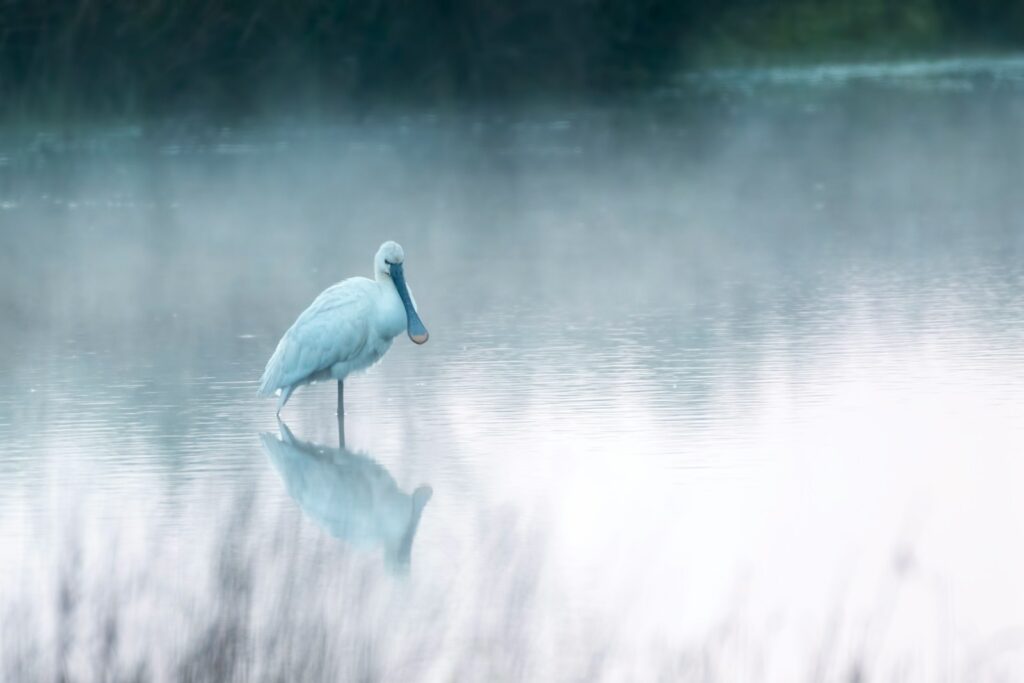 A Eurasian spoonbill wading in a misty lake.