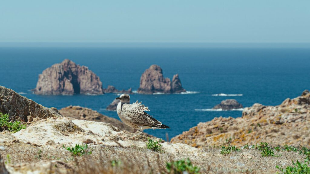 Seagull on top of a rugged cliff with ocean view in the background