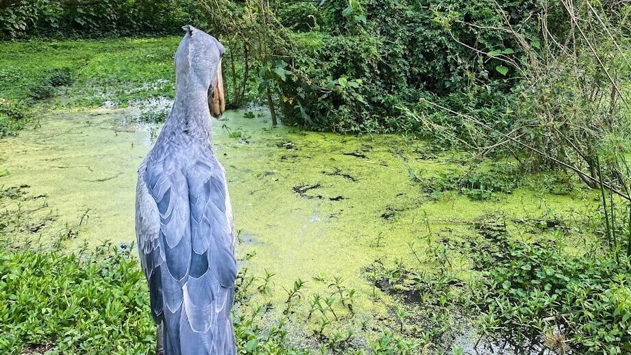 Shoebill stork focused on the water, hunting for prey in a wetland environment