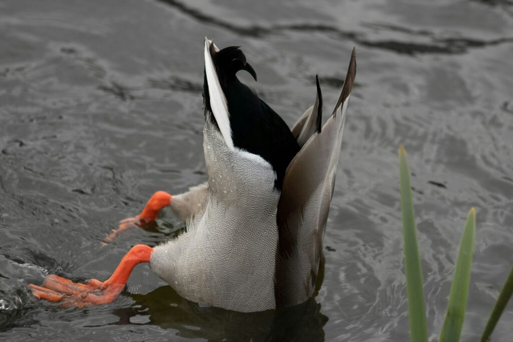 A duck with an orange beak is in the water