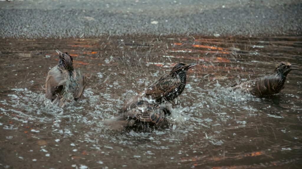 Three Common starlings bathe in a puddle, splashing water.