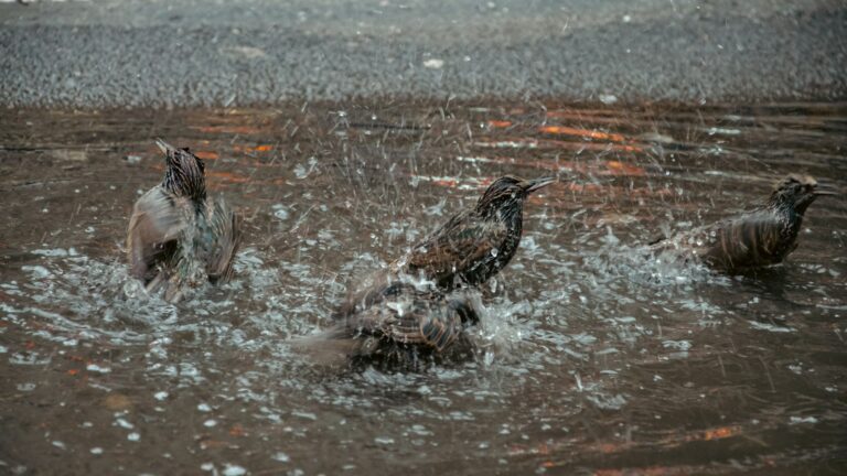 Three Common starlings bathe in a puddle, splashing water.