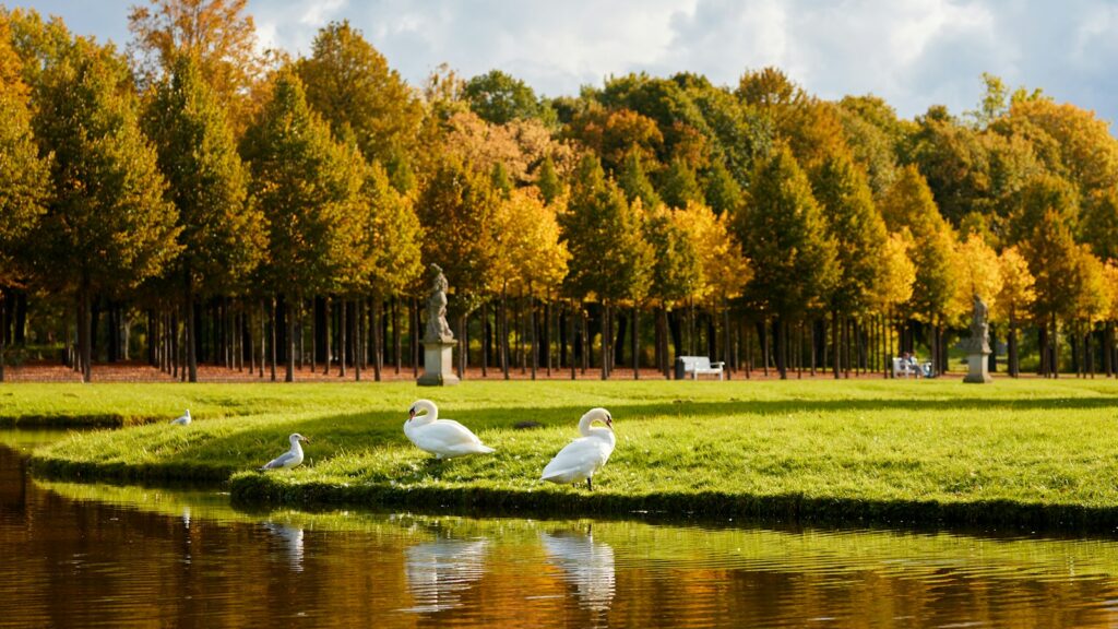 Group of white birds standing in grassy area near a pond in a public park