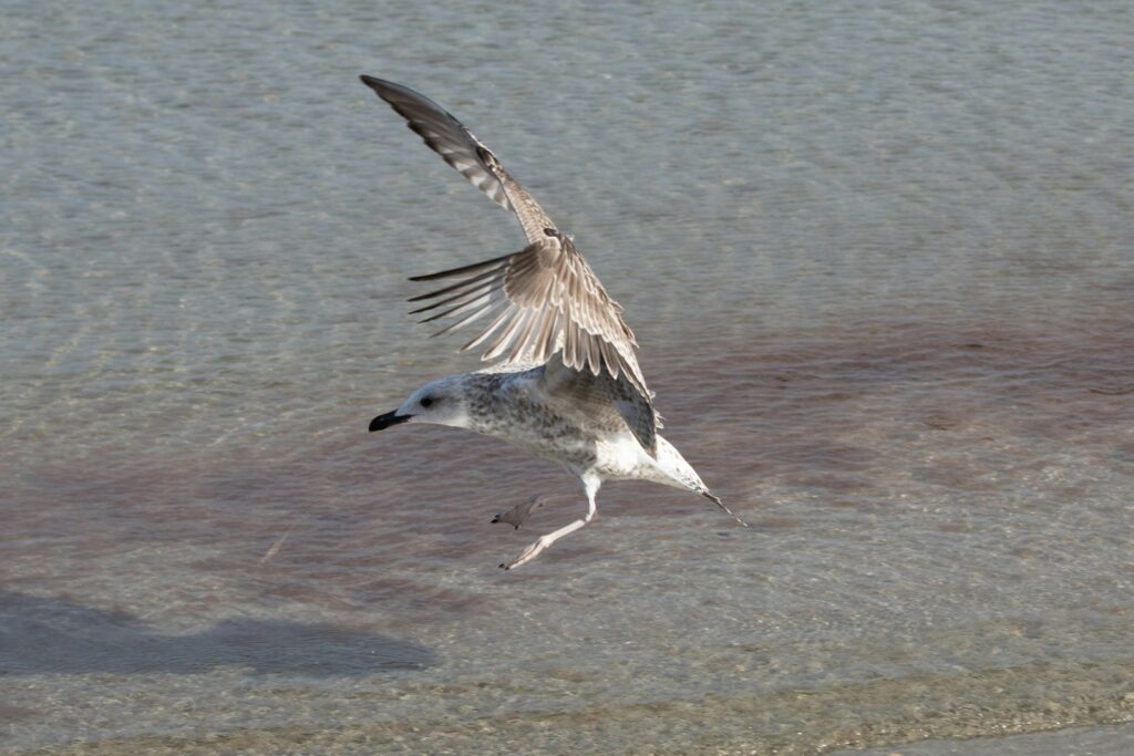 A gull is landing on the shore, its wings spread wide.