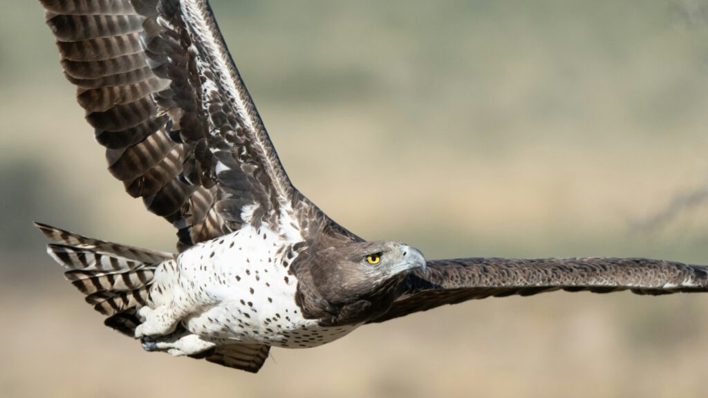 Martial Eagle gliding through the air looking for for potential prey