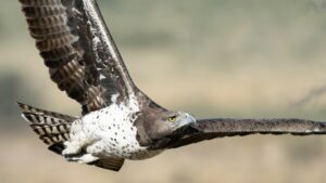 Martial Eagle gliding through the air looking for for potential prey