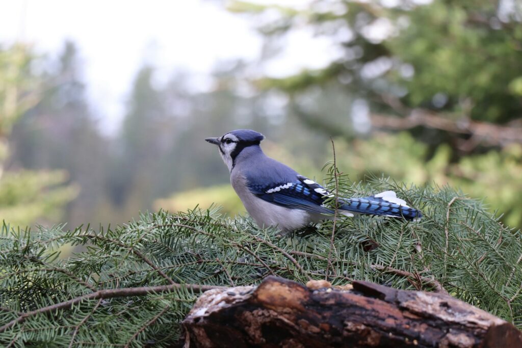 A blue jay perches on a pine branch.