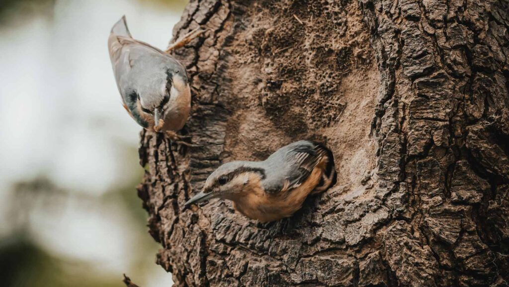Pair of nuthatches outside a tree hole nest, with one exiting the nest