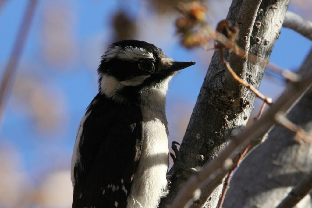 A downy woodpecker perches on a tree branch.