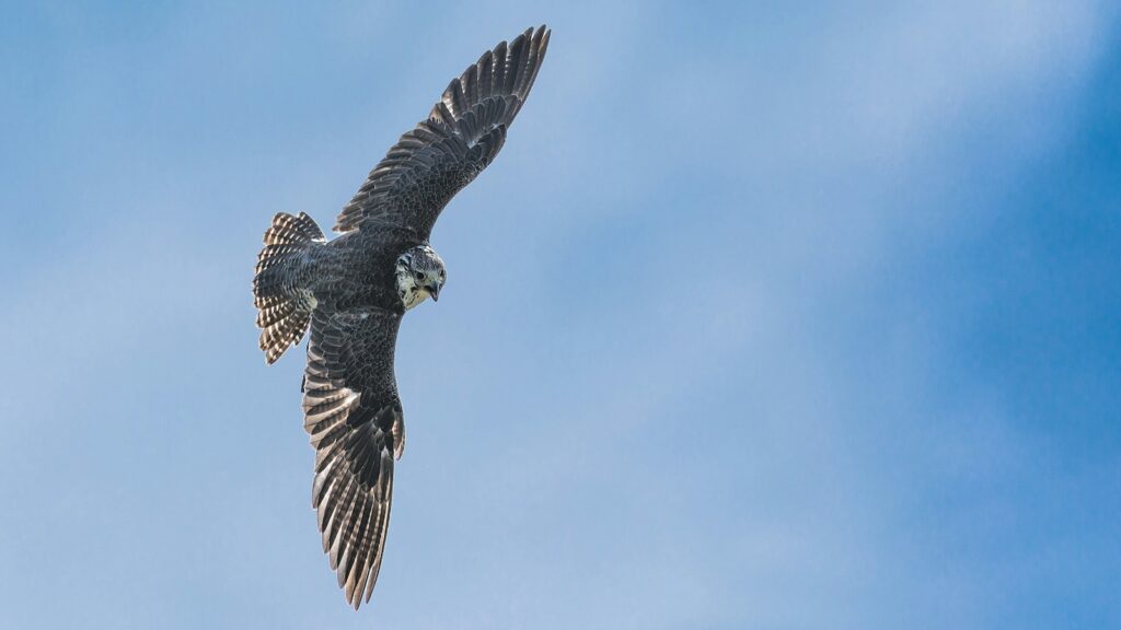 A Peregrine Falcon soars through the clear blue sky.